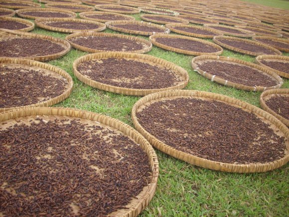  Cengkeh adalah tanaman asli Indonesia dan banyak digunakan sebagai bumbu masakan pedas di MANFAAT LAIN CENGKEH SELAIN BUMBU MASAKAN